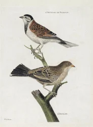 Tabla zoológica (ornitología): de arriba a abajo: Ortolan de Caña (Gorrión de Caña o Emberiza schoeniclus) y Ortolan (Gorrión Ortolan o Emberiza hortulana) en una rama. Ilustración en 