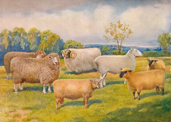 Razas de ovejas, c. 1902-1910