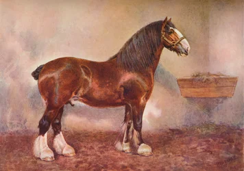 Semental Clydesdale Príncipe de Albion, c. 1900-1910