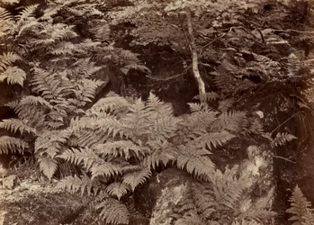 Estudio de helechos sin título, finales de 1870