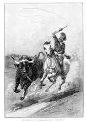Reuniendo a un rezagado en una carrera de ganado, Australia, 1886