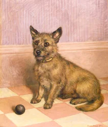 Esperando para jugar, un Cairn terrier con una pelota