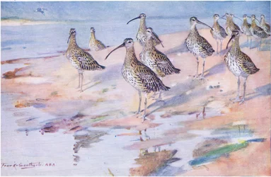 Zarapitos en Blakeney Point