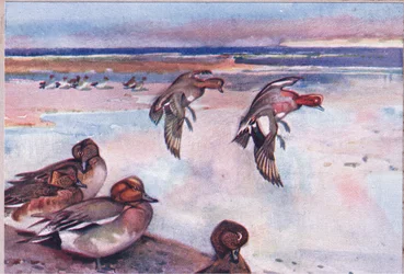 Ánades Silbones, ilustración de Wild Nature & Country Life publicada por Hodder & Stoughton, c.1910