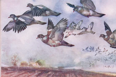 Palomas Torcaces en Vuelo, ilustración de Wild Nature & Country Life publicada por Hodder & Stoughton, c.1910