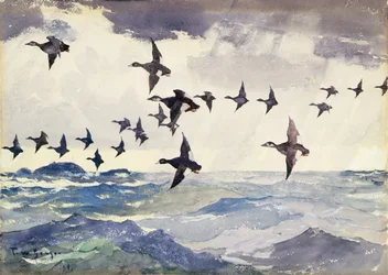 Scoters sobre el agua