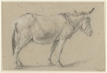 Burro de pie, a la derecha