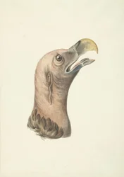 Cabeza de buitre auricular (Otogyps auricularis Daud)