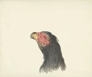 Cabeza de buitre