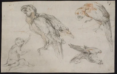 Hoja de estudio con loros y mono