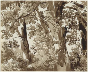 Árboles con Denso Sotobosque
