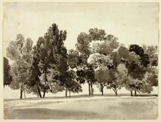 Arboleda de árboles frondosos