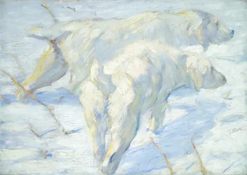Perros Siberianos en la Nieve