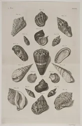 Lámina con conchas. Lámina 6.