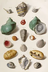 Varias conchas marinas, 1758