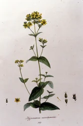 El hipérico de montaña o hierba de San Juan de “Flora Monacensis” de F. De Paola De Schrank. Múnich 1816
