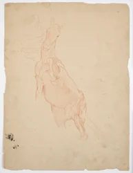 Estudios de un caballo encabritado