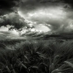Campo de trigo bajo la tormenta