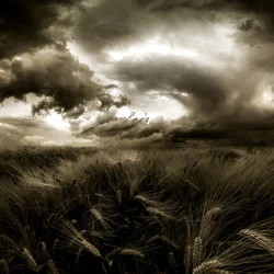 Campo de trigo bajo la tormenta