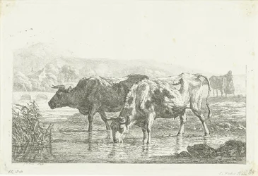 Dos vacas bebiendo