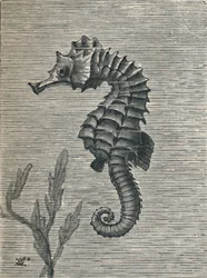 El caballito de mar, sin disfraz, nadando serenamente