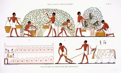 Recogida de fruta, de un raro registro de frescos de Tebas, registrado en 1819-1822 en su segunda visita a Egipto por Frederic Cailliaud (1787-1869), litografía en color