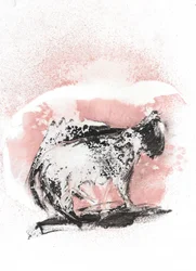 Boceto dinámico de un felino