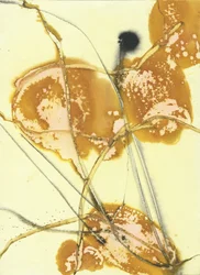 Lavados dorados orgánicos