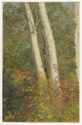 Abedules en otoño