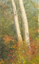 Árboles de abedul en otoño