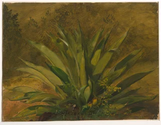 Planta del siglo