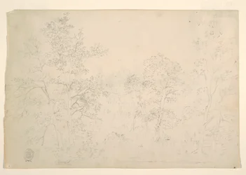 Castaños al Borde del Agua