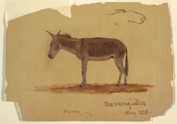 Dibujo, Un burro, Baranquilla, Colombia, mayo de 1853