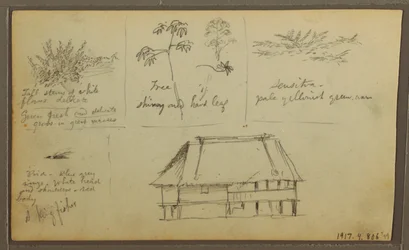 Dibujo, Un fuerte; reverso: Bocetos botánicos, Casa, 1857