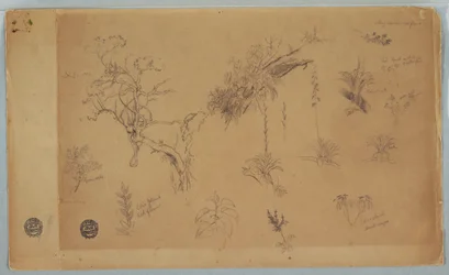 Dibujo, Grupo de trece estudios botánicos de Colombia o Ecuador, 1853