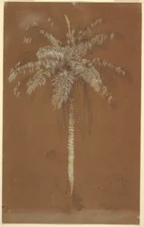Dibujo, Palma de Abaye, Monte Salus, Jamaica, junio de 1865