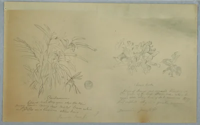 Dibujo, Estudios sobre el arrurruz y el cardamomo, Jamaica, junio de 1865