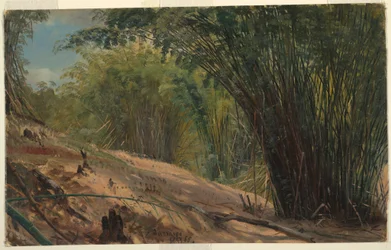 Dibujo, Bamboo Grove, Jamaica, 1865