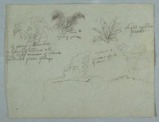 Dibujo, bambúes, enredadera y una palmera joven, planta, y dos escenas de lluvia cayendo de las nubes sobre crestas, Río Magdalena, Colombia, 1853, probablemente mayo.