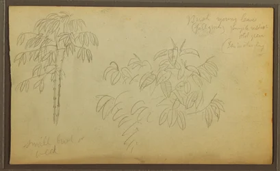 Dibujo, Bocetos botánicos, 1857