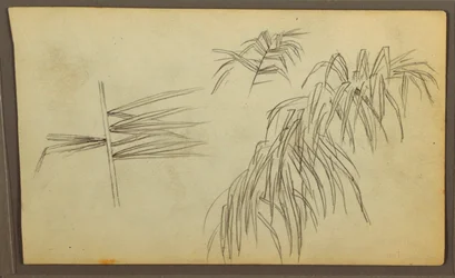 Dibujo, Bocetos botánicos, 1857