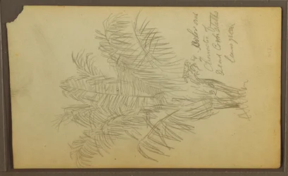 Dibujo, Bocetos botánicos, 1857