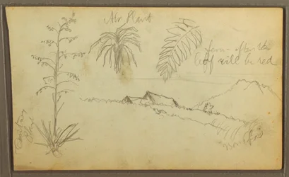 Dibujo, Bocetos botánicos, 1857