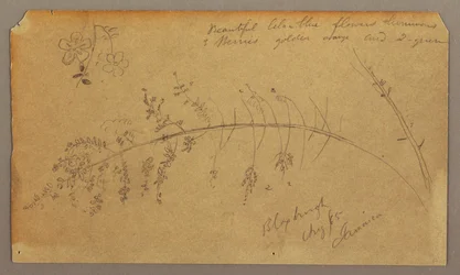 Dibujo, Bocetos botánicos, agosto de 1865