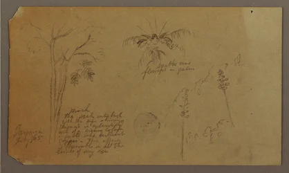 Dibujo, Bocetos botánicos, julio de 1865