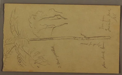 Dibujo, Bocetos botánicos, junio de 1865