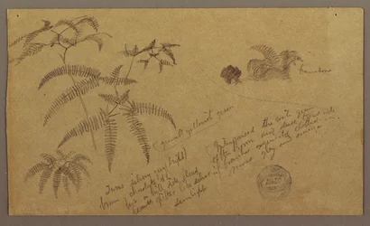 Dibujo, Bocetos botánicos, mayo-agosto de 1865