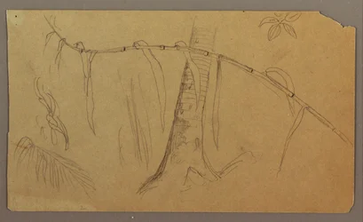 Dibujo, Bocetos botánicos, mayo-agosto de 1865