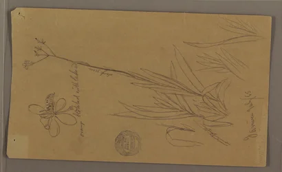 Dibujo, Bocetos botánicos que muestran detalles de una planta, Jamaica, julio de 1865
