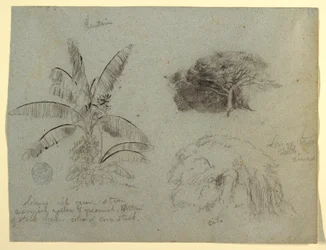 Dibujo, Bocetos botánicos, Sudamérica, mayo de 1853 